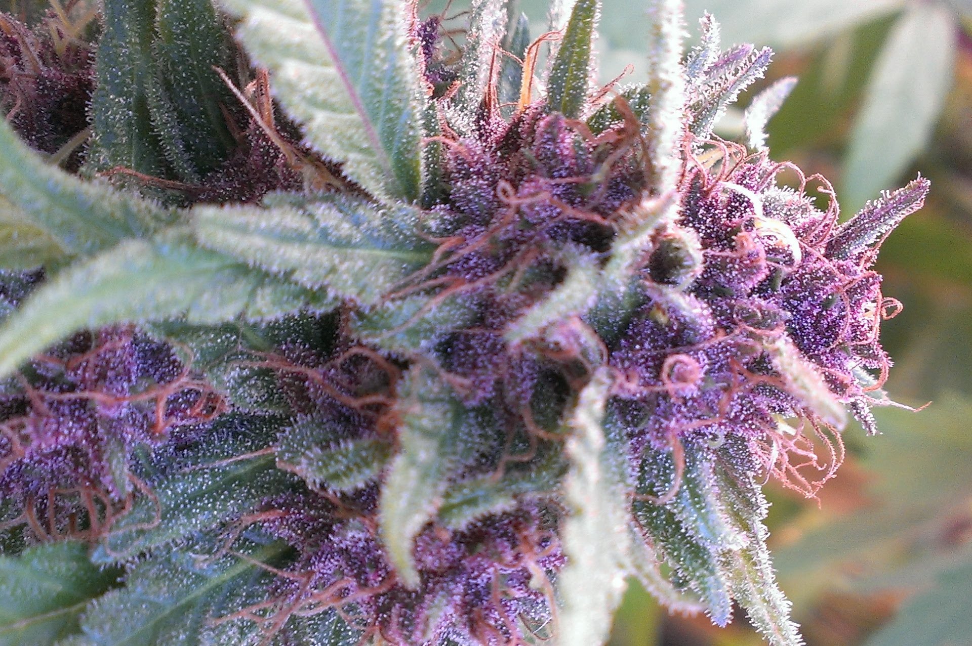 blueberry марихуана