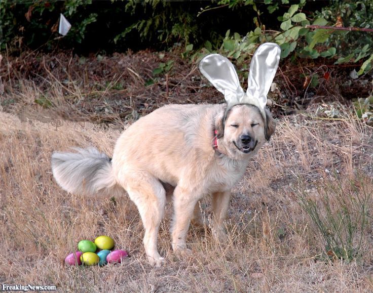 Easter Dog