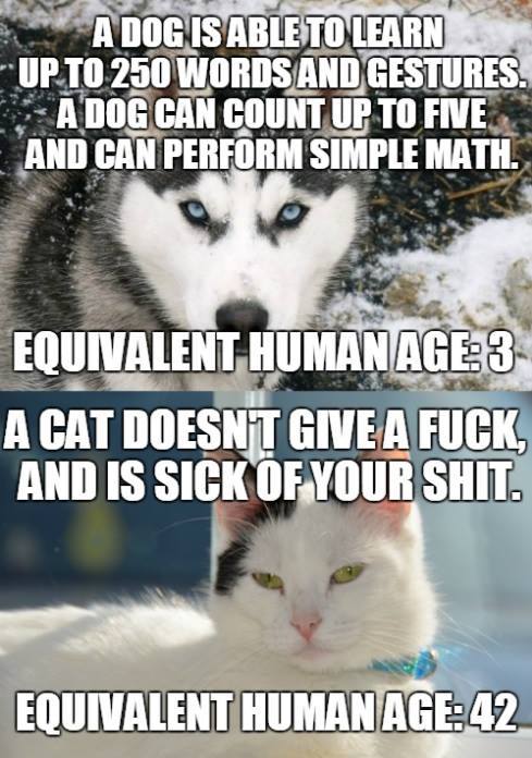 dogs_vs_cats