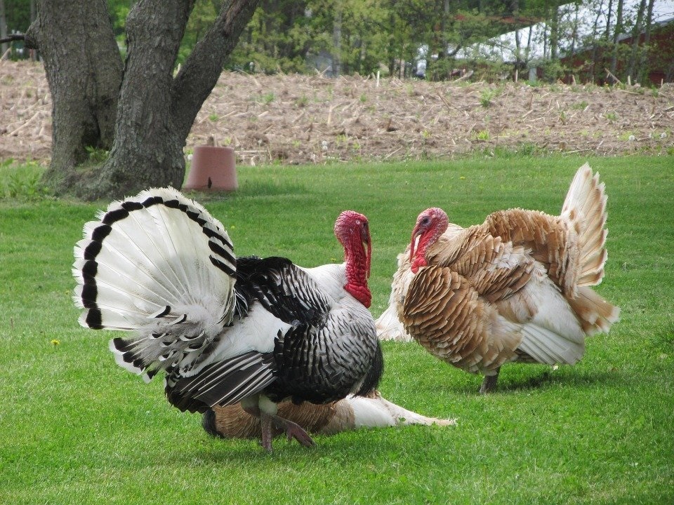Separated at birth, Turkeys find each other on LCB.org!