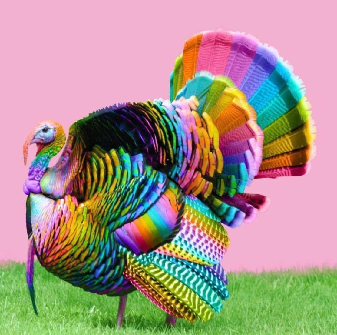 rainbow colored turkey