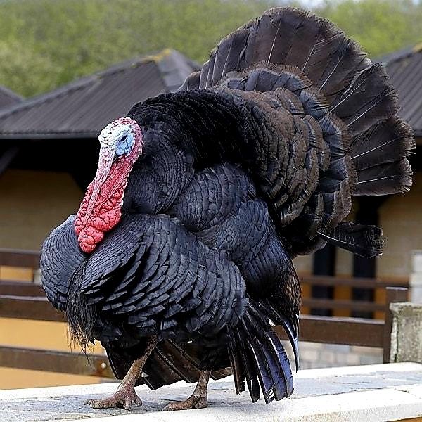 Turkey3