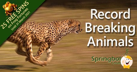 Springbok Casino Bonuses